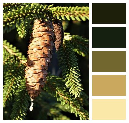 Norway Spruce Fir Cone Seed Cone Image